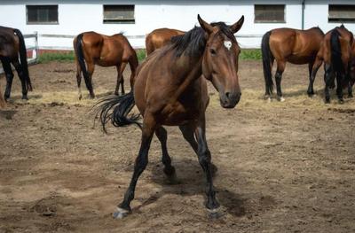 Towards a modern equine traceability system
