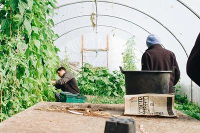 Vegan Society of Ireland Asks Agriculture Minister to Add Horticulture to Farm Diversification Options
