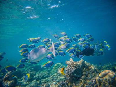 PETA Urges Germany to Redirect €4.5M Fishing Diesel Aid Toward Ocean Cleanup and Plant Protein