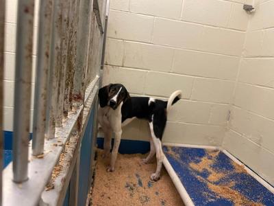 PETA Goes to Court to Unmask Secretive Animal Experiment Committees