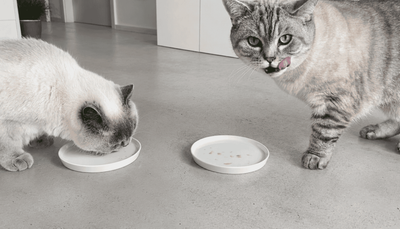 BioCraft Puts White-Label Cultivated Mouse Cat Treat Up Against Applaws in Two-Bowl Taste Test