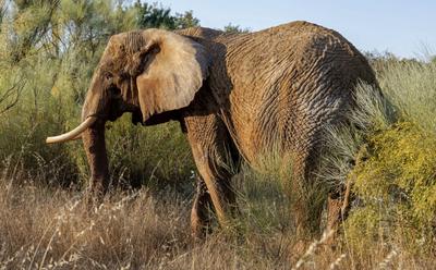 Portugal’s Last Circus Elephant Is Thriving In Her New Home