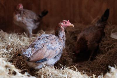 Three Chickens Safe at Sanctuary After Being Dumped with Trash