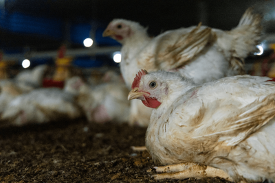 Eliminating double standards: chicken meat imports must meet EU welfare standards