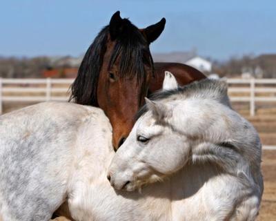 From horse to plate: GAIA calls for an end to horse meat in Belgium