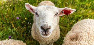 New Poll: 71% of Americans Say Wool Is Just as Cruel to Animals as Fur