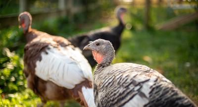 10 Things You Didn’t Know About Turkeys