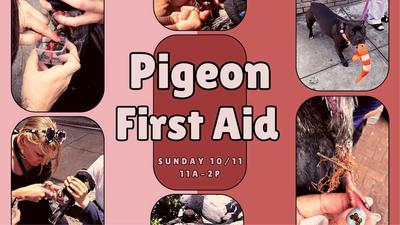Pigeon First Aid