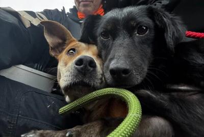 The World’s Most Perfect Pup Abandoned at a Gas Station? ‘Beezarre’!