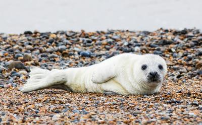 Europe’s Largest Seal Hospital Is Facing Bankruptcy – Here’s How You Can Help
