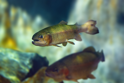 EU Vision 2040: a step towards protection for aquatic animals