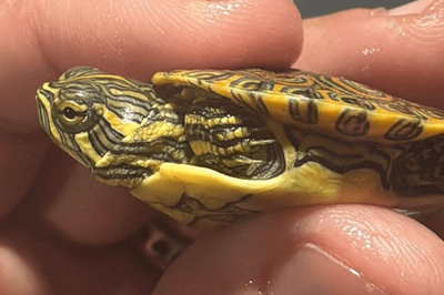 Wildlife trafficking: 377 animals intercepted on the way to Malta