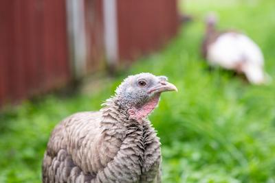 QUIZ: Who Is Your Turkey Twin?