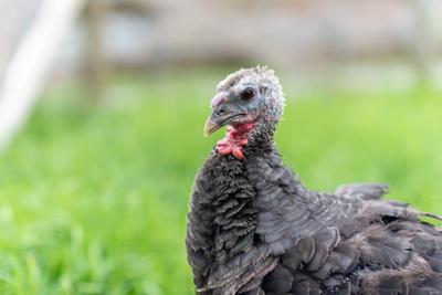 Meet the Flock: Adopt a Turkey 2026