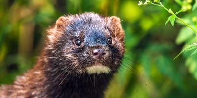 Major victory: Denmark to end mink farming