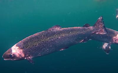 What Is The ‘Hidden Truth’ About UK Salmon Farming?