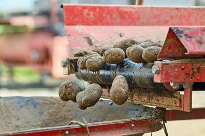 UK Researchers Swap Wheat Gluten for Potato Protein in Fava Bean Meat Alternatives