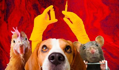 VegNews Report: A World Without Animal Testing Is Closer Than You Think