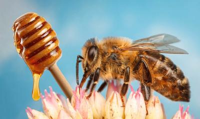 Vegan Mānuka Honey, With All the Benefits, May Be on Its Way to Shelves