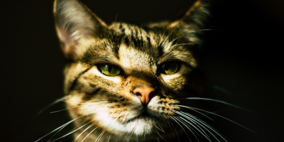 Bulgarian court sentences two perpetrators to prison following CAAI investigation into animal cruelty