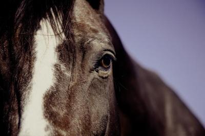 Foire de Maurs: Fondation Brigitte Bardot calls for an end to horse slaughter