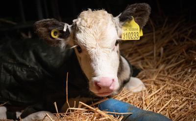 Workers ‘Hit, Drag, And Swear’ At Cows On Award-Winning UK Dairy Farm