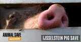 IJsselstein Pig Save