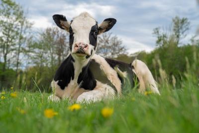 These Rescued Farm Animals Survived the Horrors of Animal Factories
