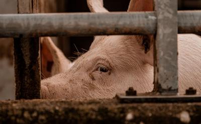 UK Government Announces Planned End Of CO2 Stunning For Pigs