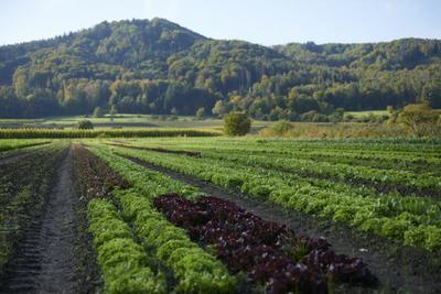 Veganic Summit Returns for Fourth Year With Program on Farming Without Animal Inputs
