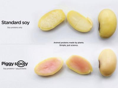 Moolec’s Pink Soybeans Contain Pork Cells Thanks to Molecular Farming Tech