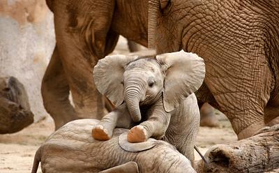 Wildlife Populations Have Plunged 73% In 50 Years