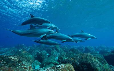 New Study Finds First Evidence Of Microplastics In Dolphins’ Breath