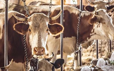 Farmed Animals Numbers Drop In Europe As Meat Production Falls