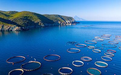 Aquaculture Kills More Wild Fishes Than Previously Thought, Study Finds
