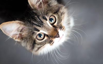 The Number Of Cats Being Abandoned Is Soaring In The UK