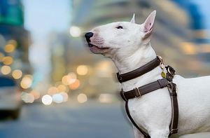 Dog Collar and Leash Set | Brown