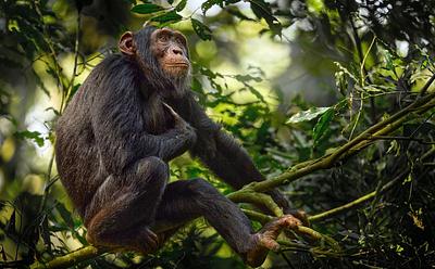 Alcohol Consumption Widespread In Wild Animals, Says Study