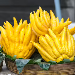 How Alain Duccasse and Martha Stewart Use Buddha’s Hand, the Fingered Citron