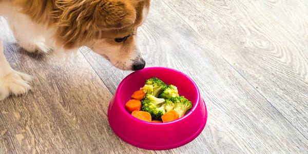 The Benefits of a Vegan Diet for Dogs: A Guide to Plant-Based Dog Food
