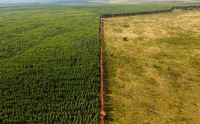 Deforestation Could Turn The Amazon Rainforest Into A Permanent Source Of Carbon