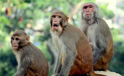 Dozens Of Monkeys Have Fled A Primate Research Facility In The US