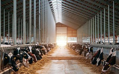 Cases Of Bird Flu Among Dairy Workers Going Undetected, Says CDC