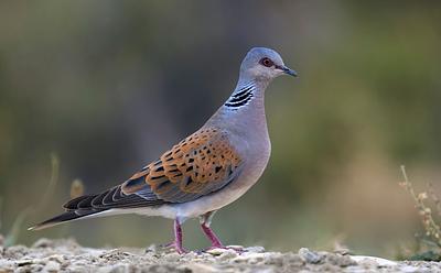 Britain’s Wild Bird Numbers Keep Dropping