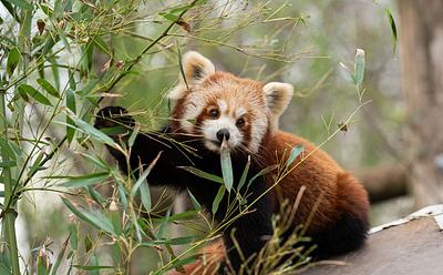 Zoo Links Baby Red Panda’s Death To Fireworks