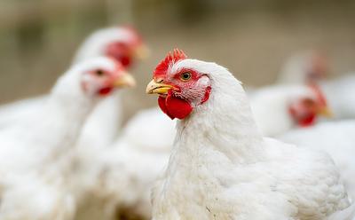 Teen Hospitalized With Canada’s First Human Case Of Bird Flu