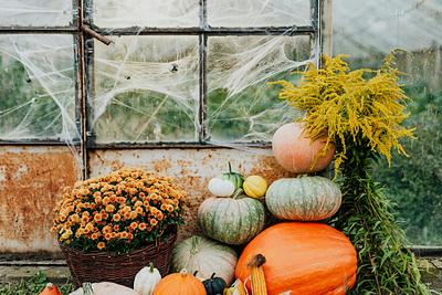 Not just spooky décor: 3 cool things to do with all that pumpkin pulp