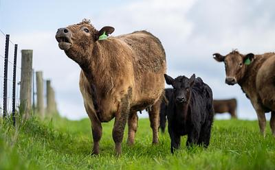 Denmark Agrees Deal On Agriculture Emissions Tax