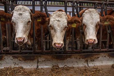 Report: EU Livestock Farming Has “Major Negative Consequences”, Consumption Patterns Must Change