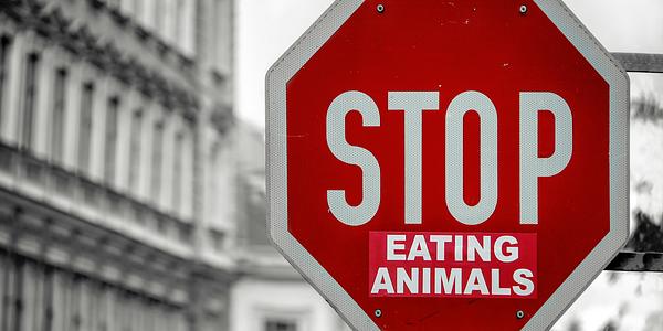 Why Go Vegan? Part 1: Choosing Compassion for Animals